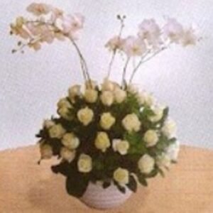 Polar Star & Phalenopsis